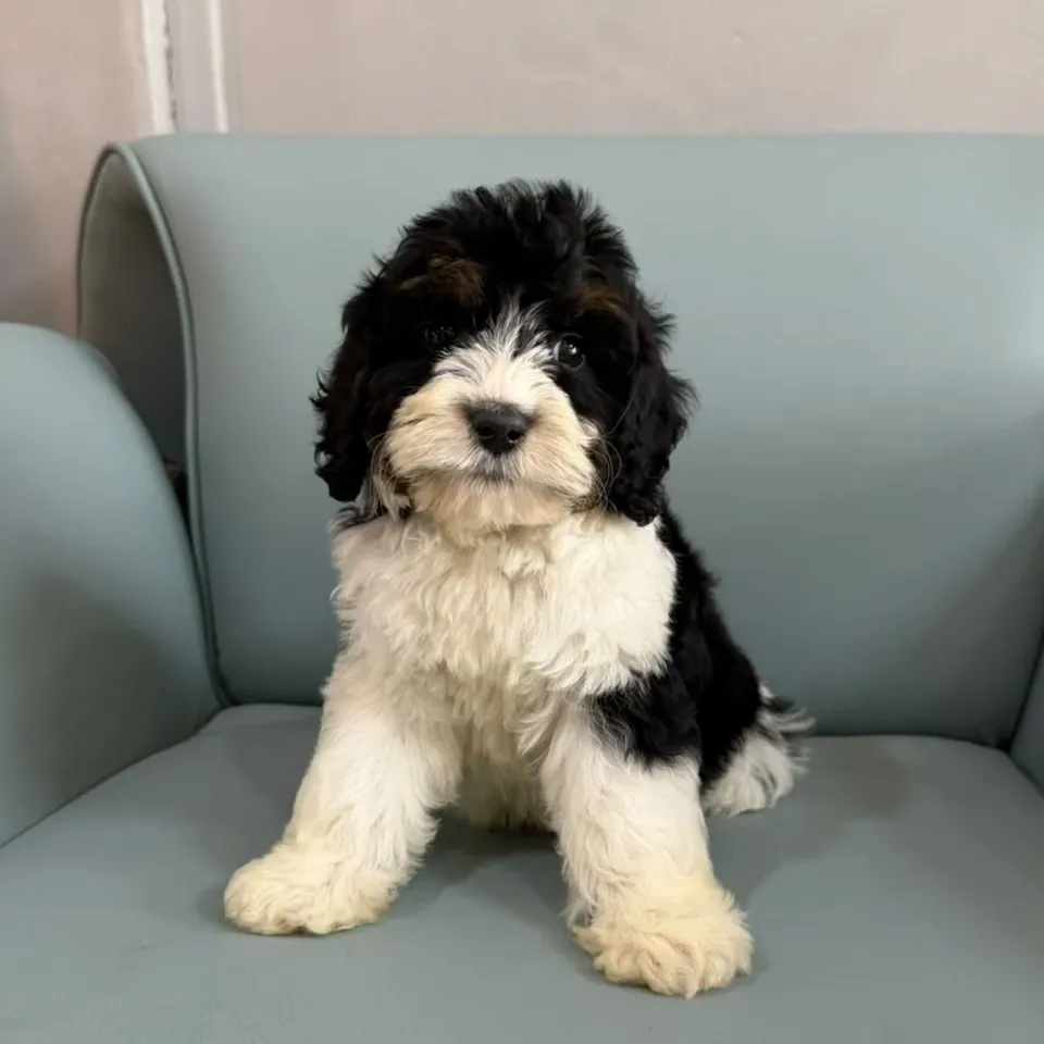 Ong Ong, black white cavapoo puppy for sale in Singapore