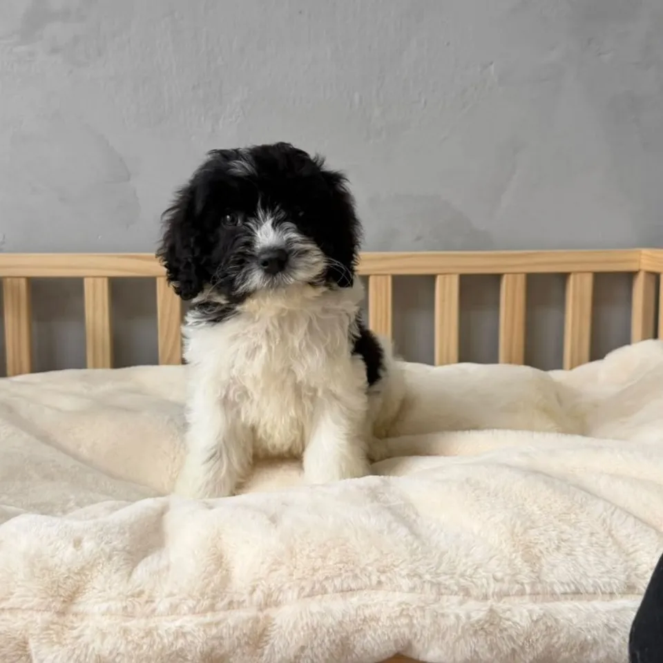 Jia Jia, black white cavapoo puppy for sale in Singapore