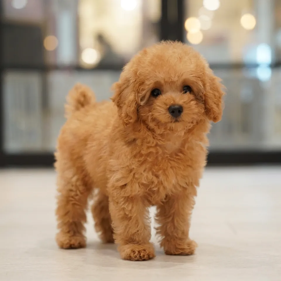 Le Le, apricot maltipoo puppy for sale in Singapore
