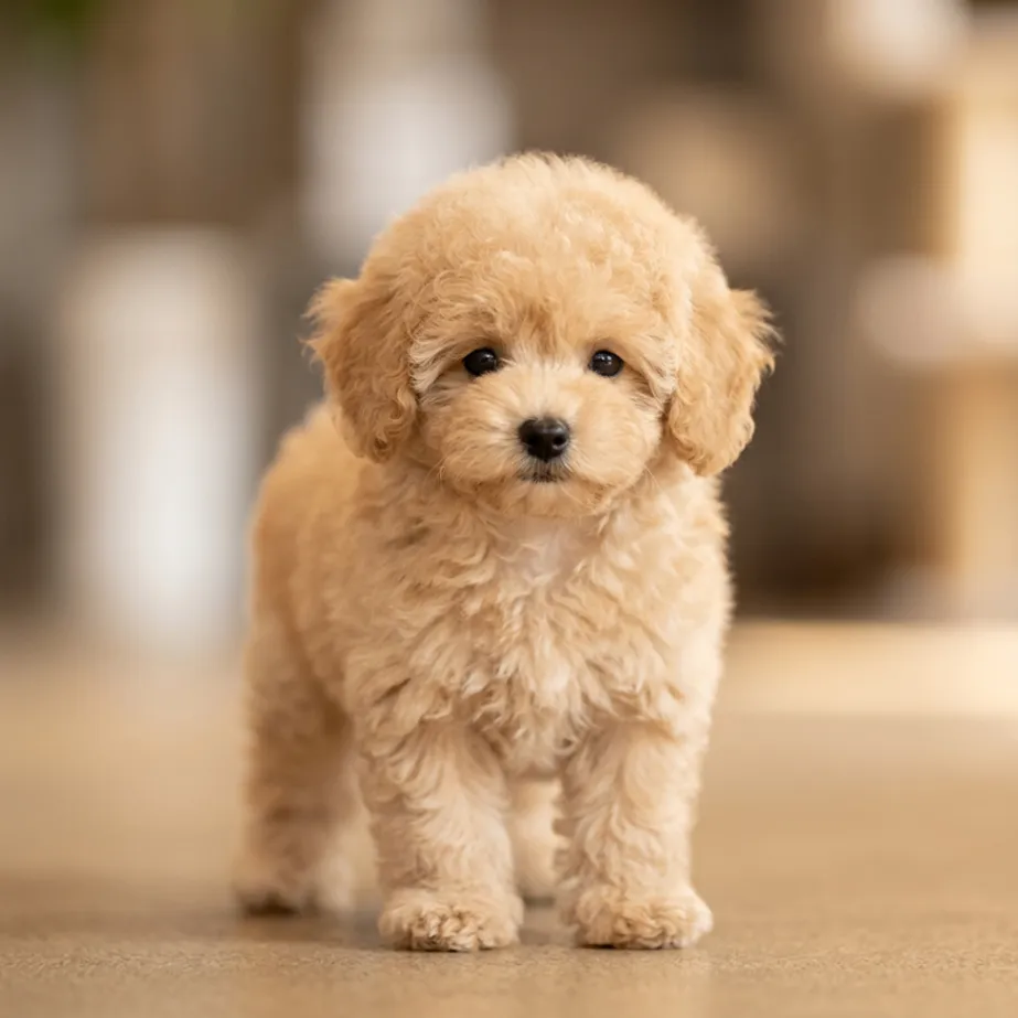 Fu Fu, apricot maltipoo puppy for sale in Singapore