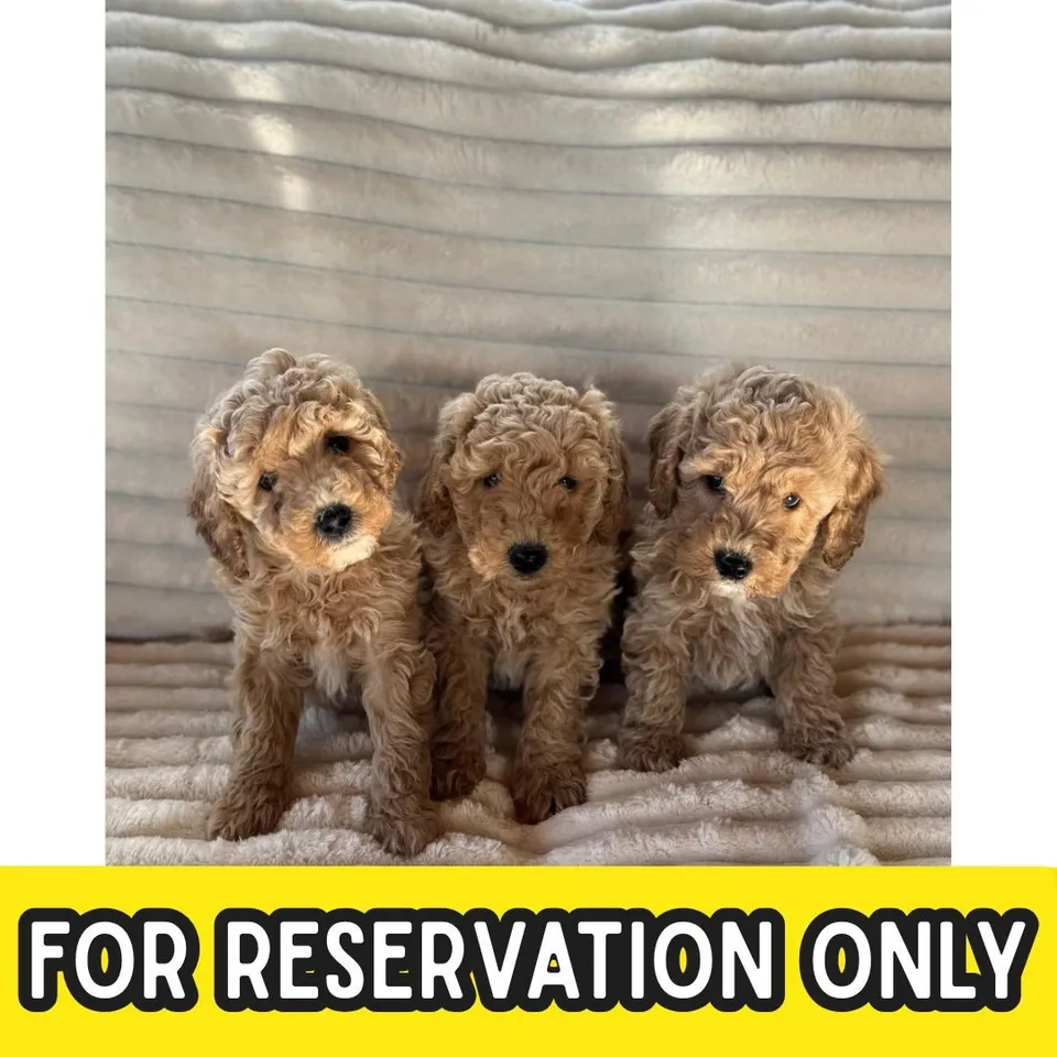 Xing Xing, brown white poodle puppy for sale in Singapore