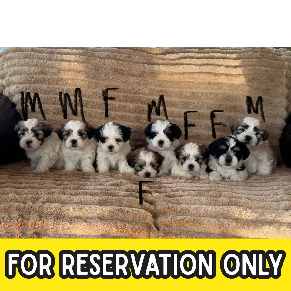 Tian Tian, tri color malshi puppy for sale in Singapore