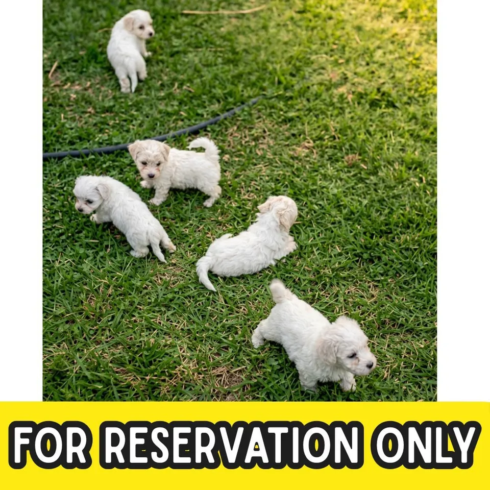 Toast, white bichon frise puppy for sale in Singapore