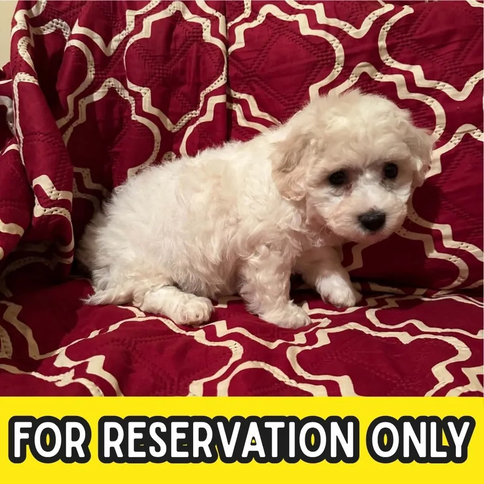 Toast, white bichon frise puppy for sale in Singapore
