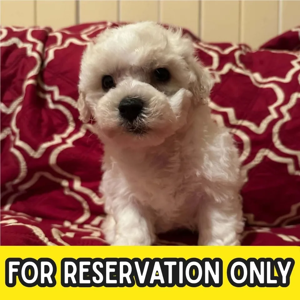 Popiah, white bichon frise puppy for sale in Singapore