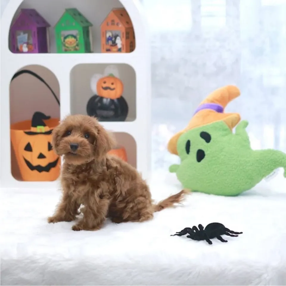 Rojak, brown cavapoo puppy for sale in Singapore