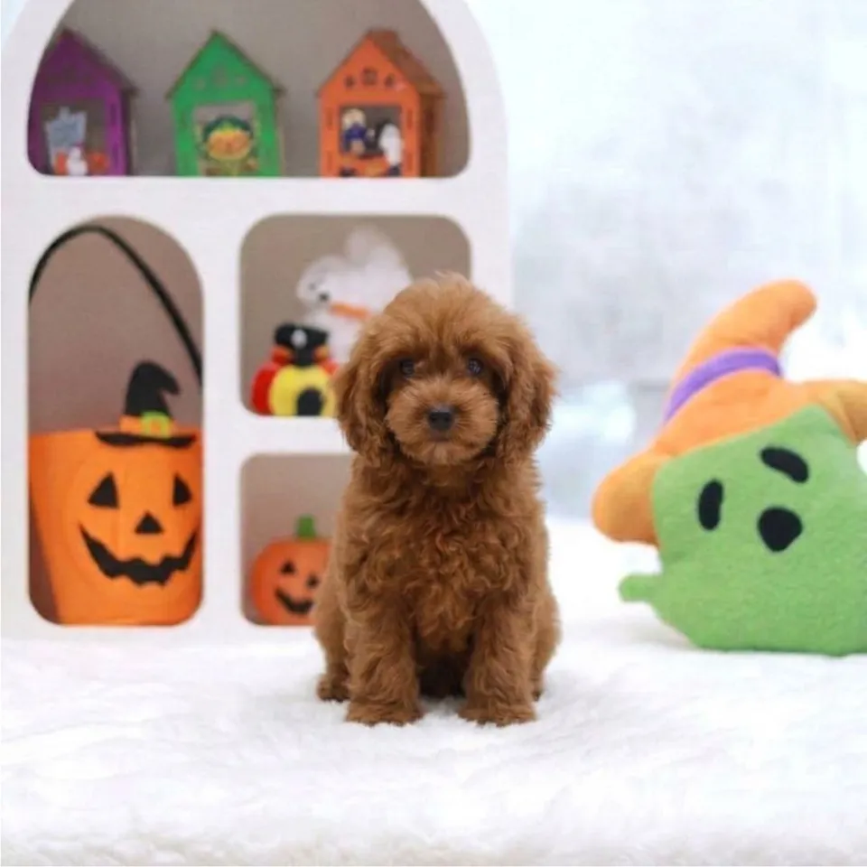 Rojak, brown cavapoo puppy for sale in Singapore