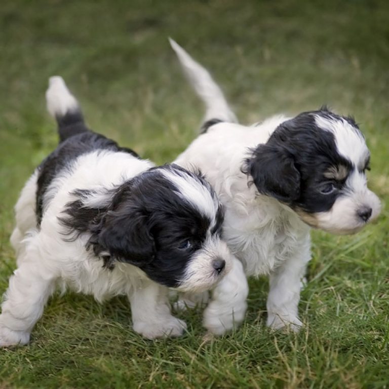 Largest Variety & Best Quality Puppies For Sale 2024 Puppy Singapore
