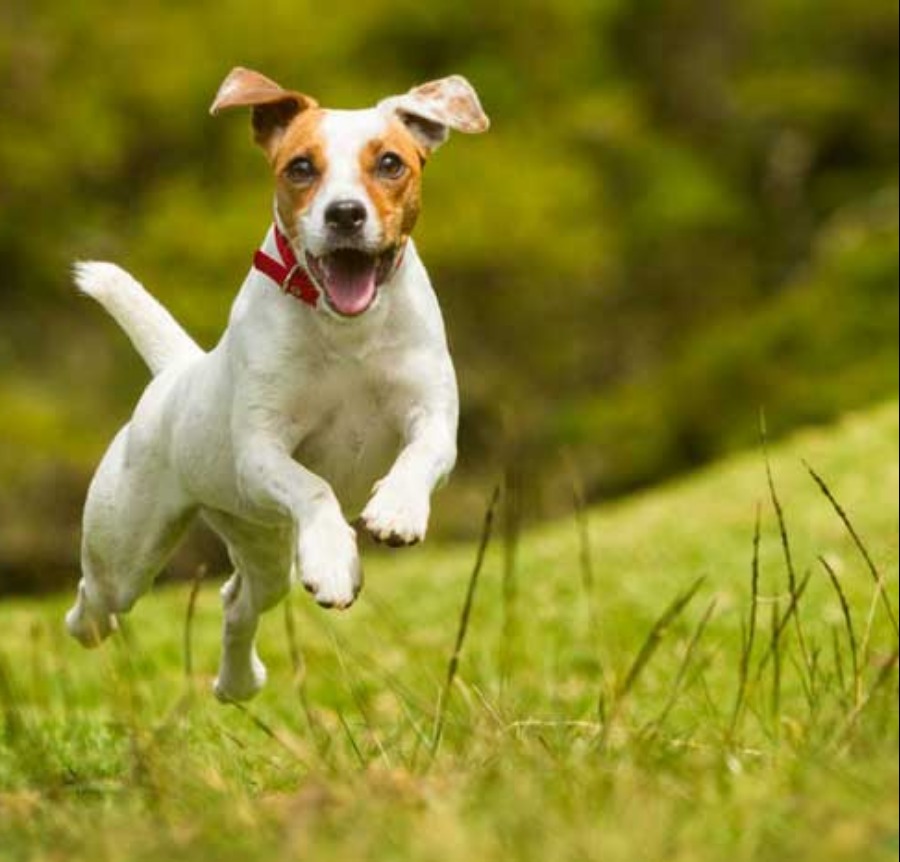 jack russell dog