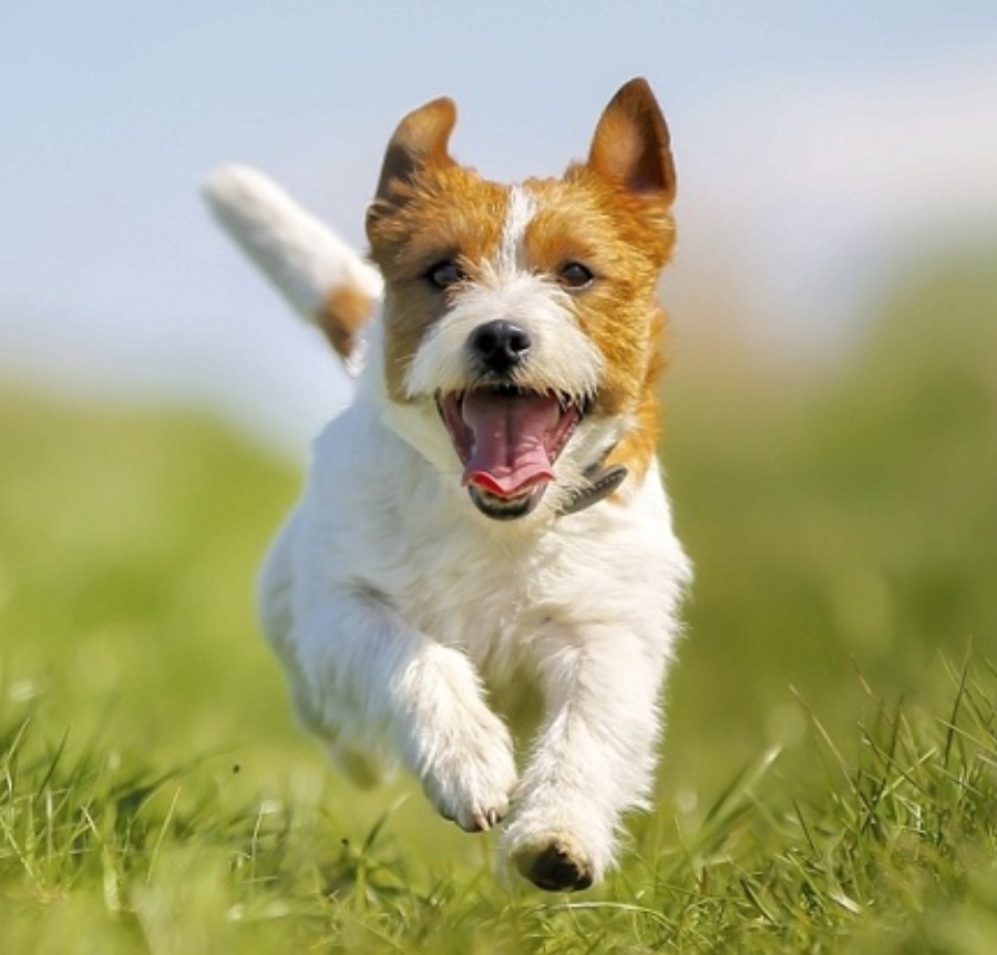 jack russell singapore
