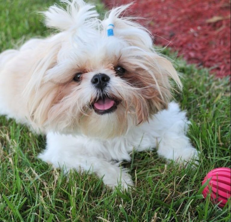 Largest Variety & Best Quality Puppies For Sale 2024 Puppy Singapore