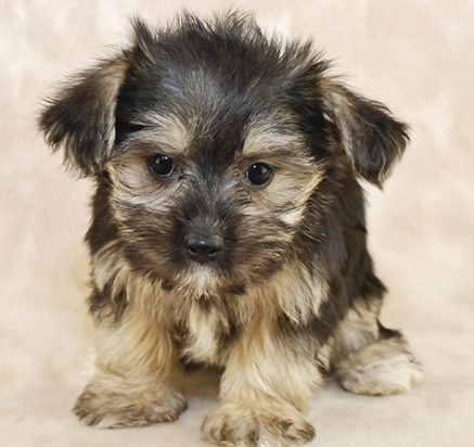 morkie for sale