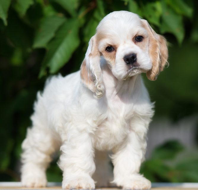 cavalier king charles for sale singapore