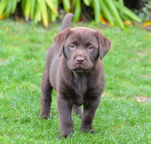 lab puppies for sale singapore