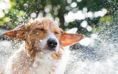 Complete Guide To Some Of The Best Products You Can Use To Care For Your Dog Hair And Skin