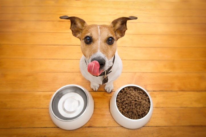 Choose the correct food for your dog