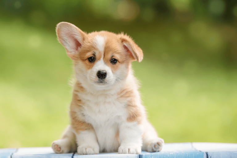 Corgi Puppy Singapore