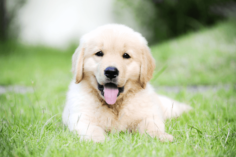 how much is golden retriever in singapore? 2