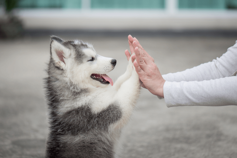 Best Quality Siberian Husky Puppies for Sale Singapore