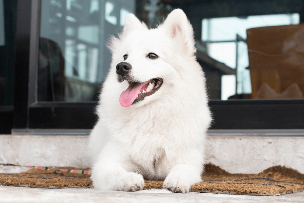 Price Of Japanese Spitz In Singapore