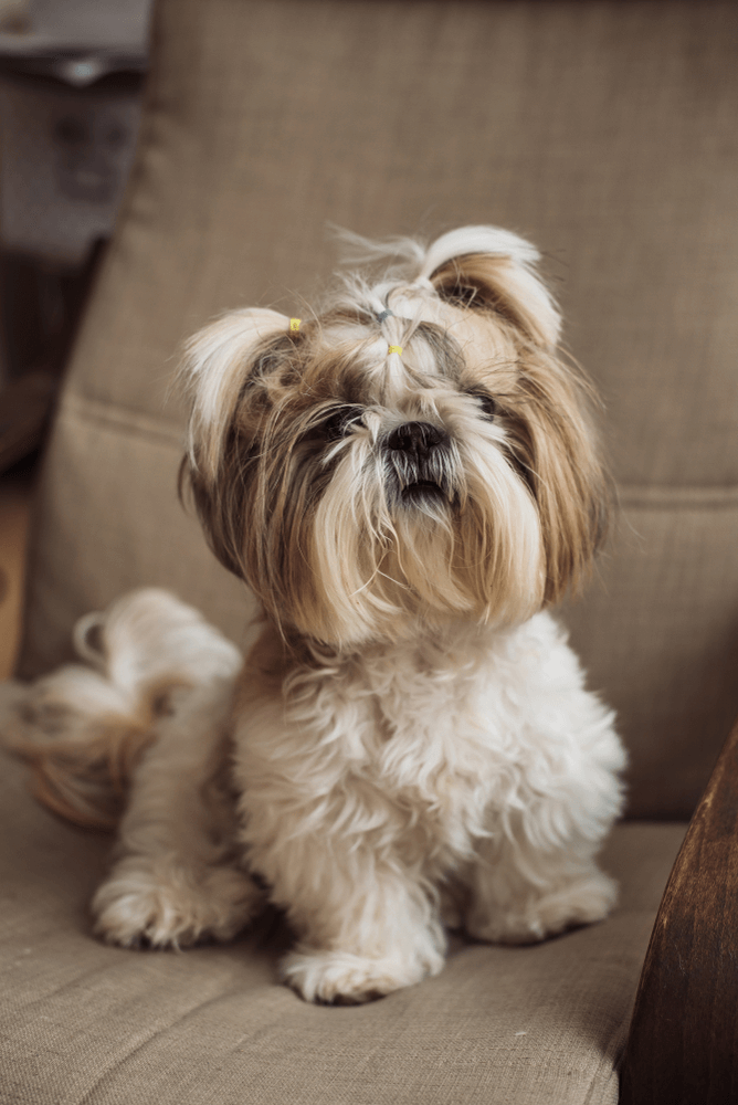 Best Quality Shih Tzu Puppies For Sale In Singapore March 2020