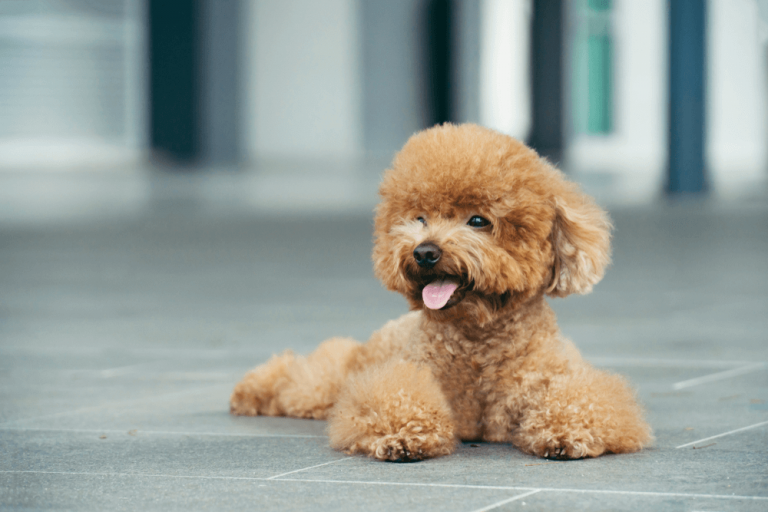 Toy Poodle Puppy Singapore