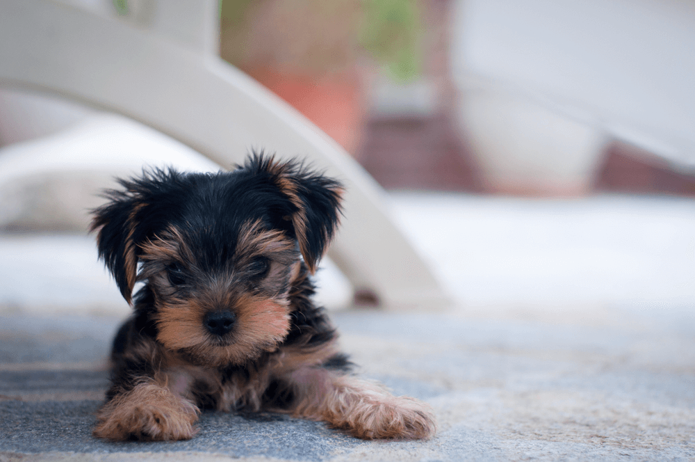 small terrier puppies for sale