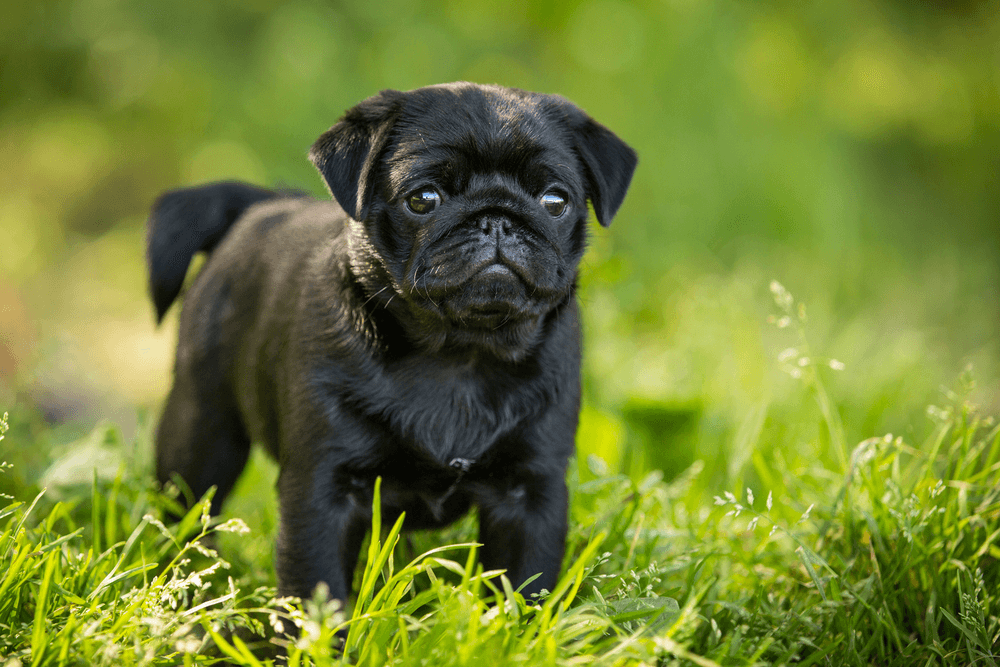Black Pug Puppies For Adoption Singapore - Puppy And Pets