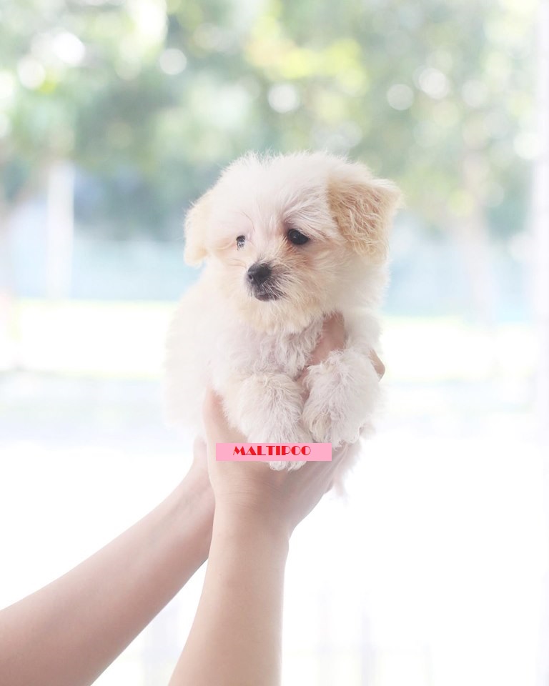 maltipoo dogs for adoption