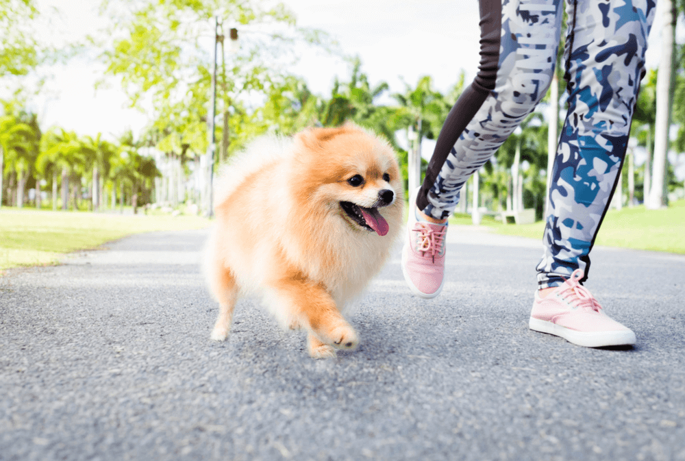 List Of HDB Approved Dogs In Singapore [2019 Edition]