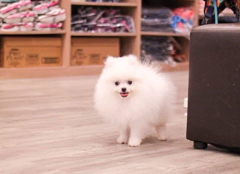 Pomeranian 2 Puppy Singapore
