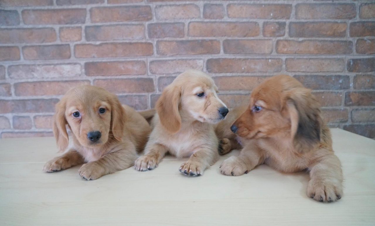 Golden Doxie_M&F_10 weeks_02 Puppy Singapore