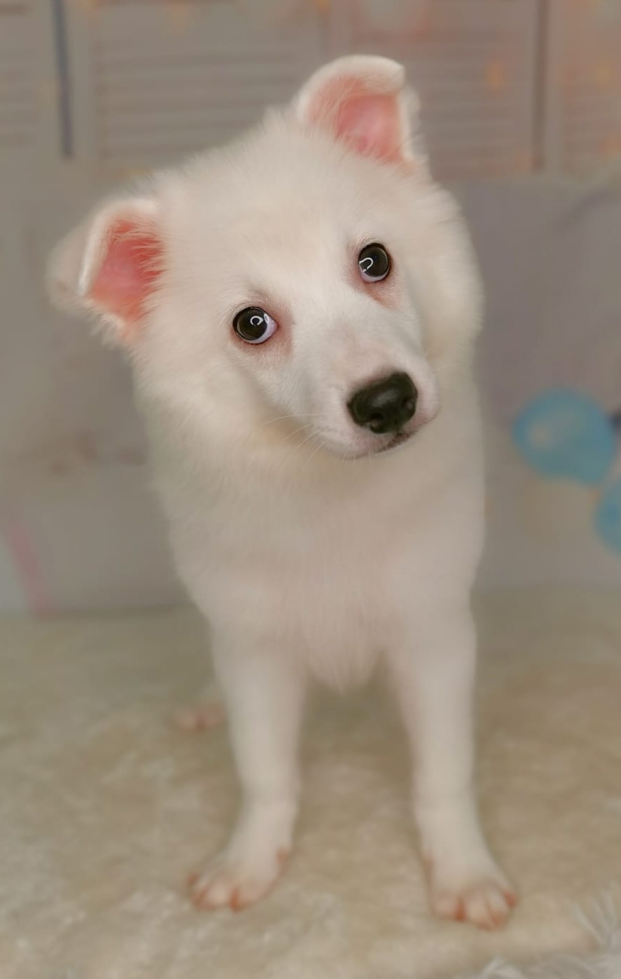 Japanese Spitz 4 Puppy Singapore