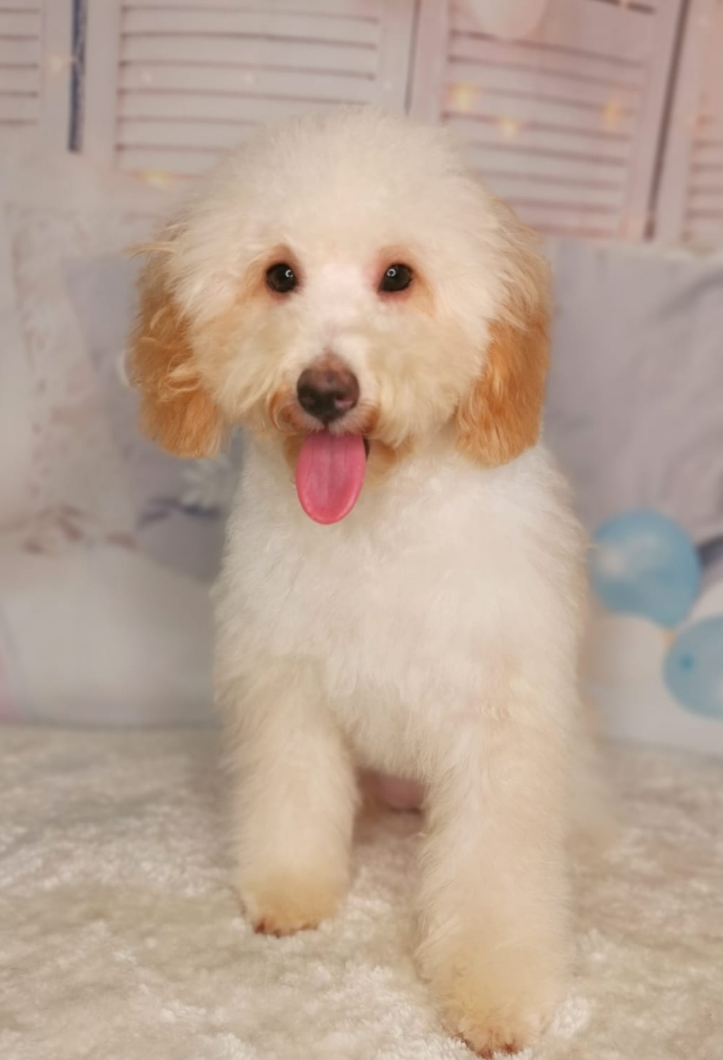 maltipoo dogs for adoption