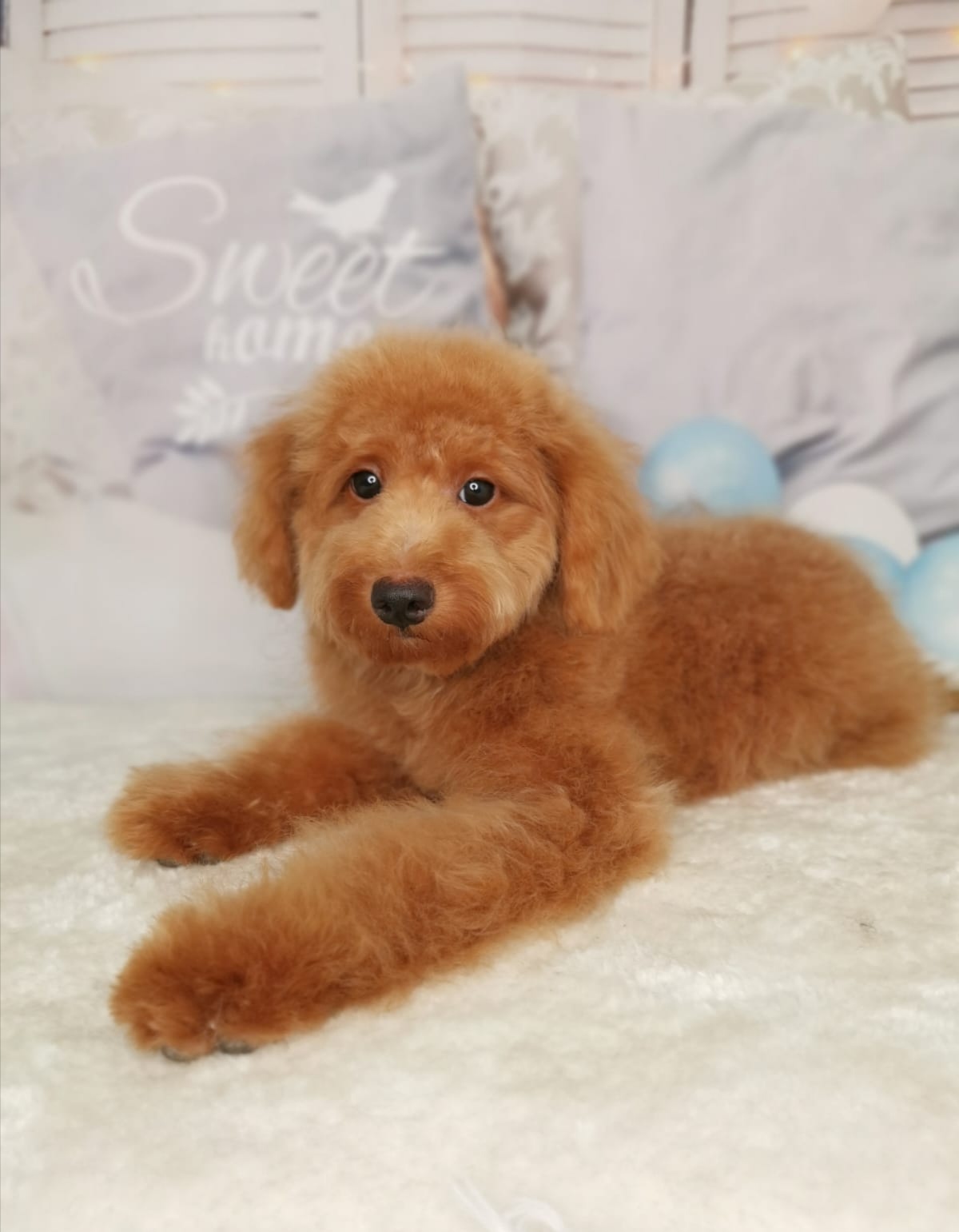 Toy Poodle_Male_6months_01 Puppy Singapore