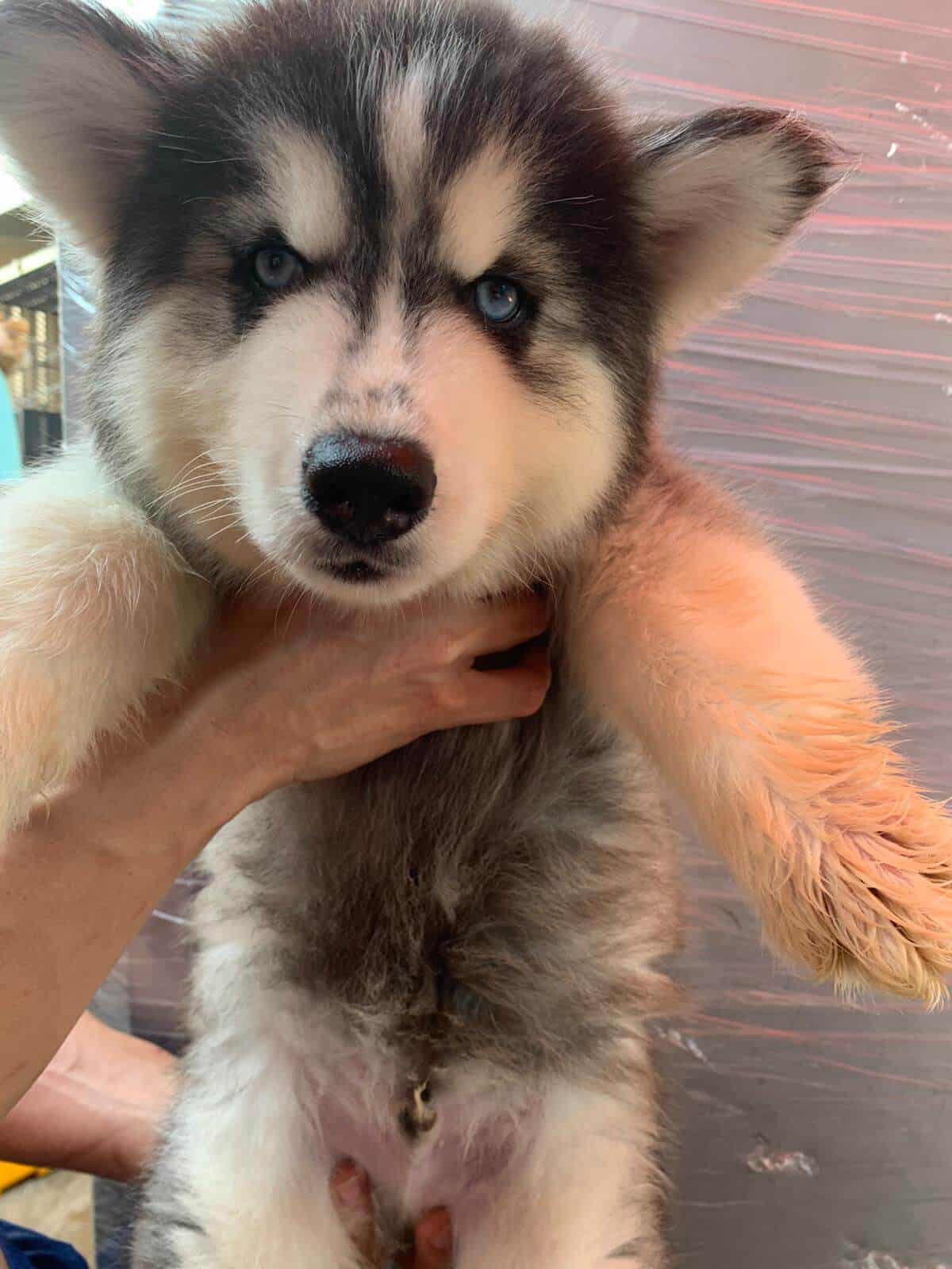 Best Quality Siberian Husky Puppies For Sale Singapore October 2020