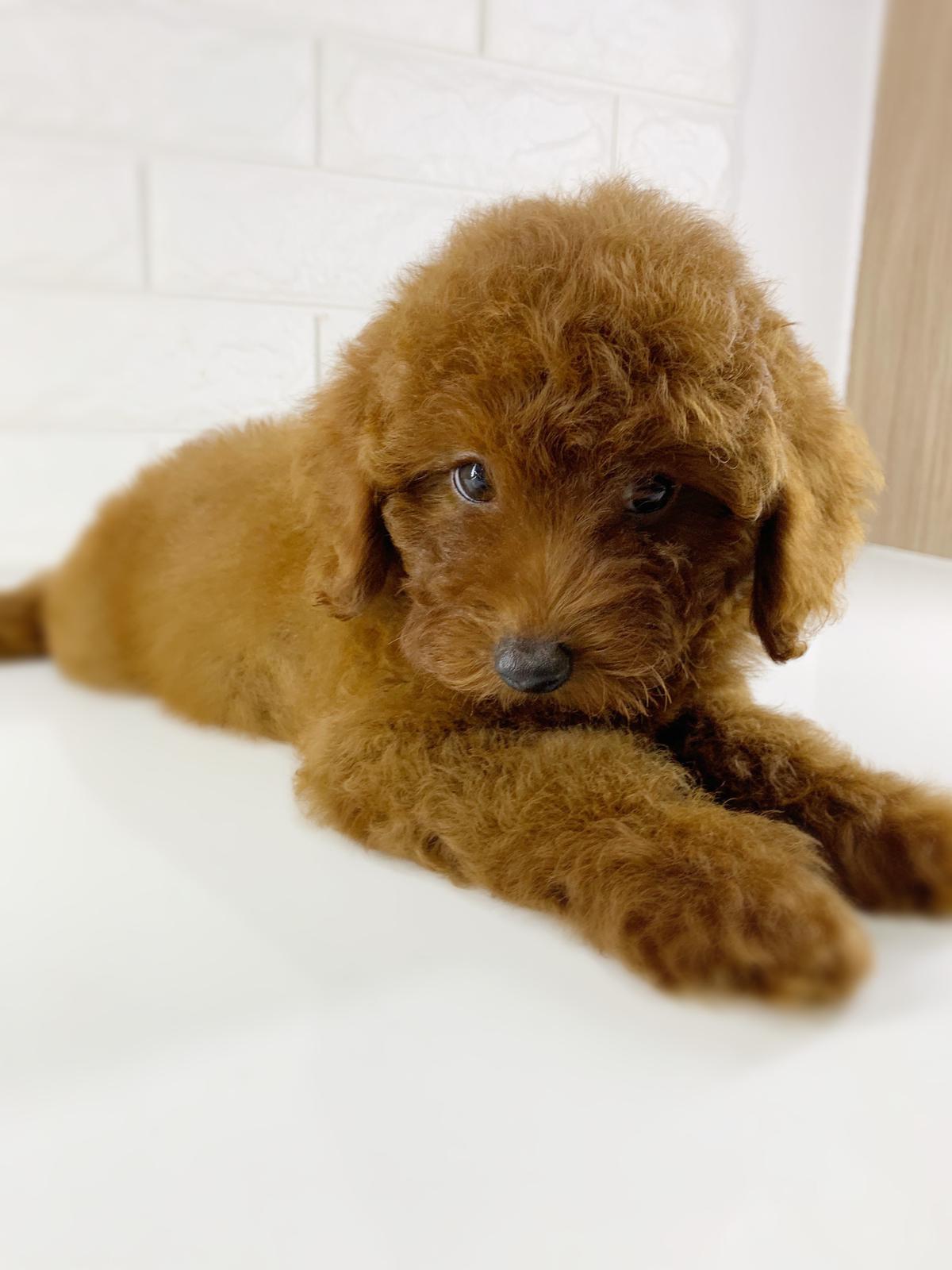 Toy Poodle Puppy Singapore