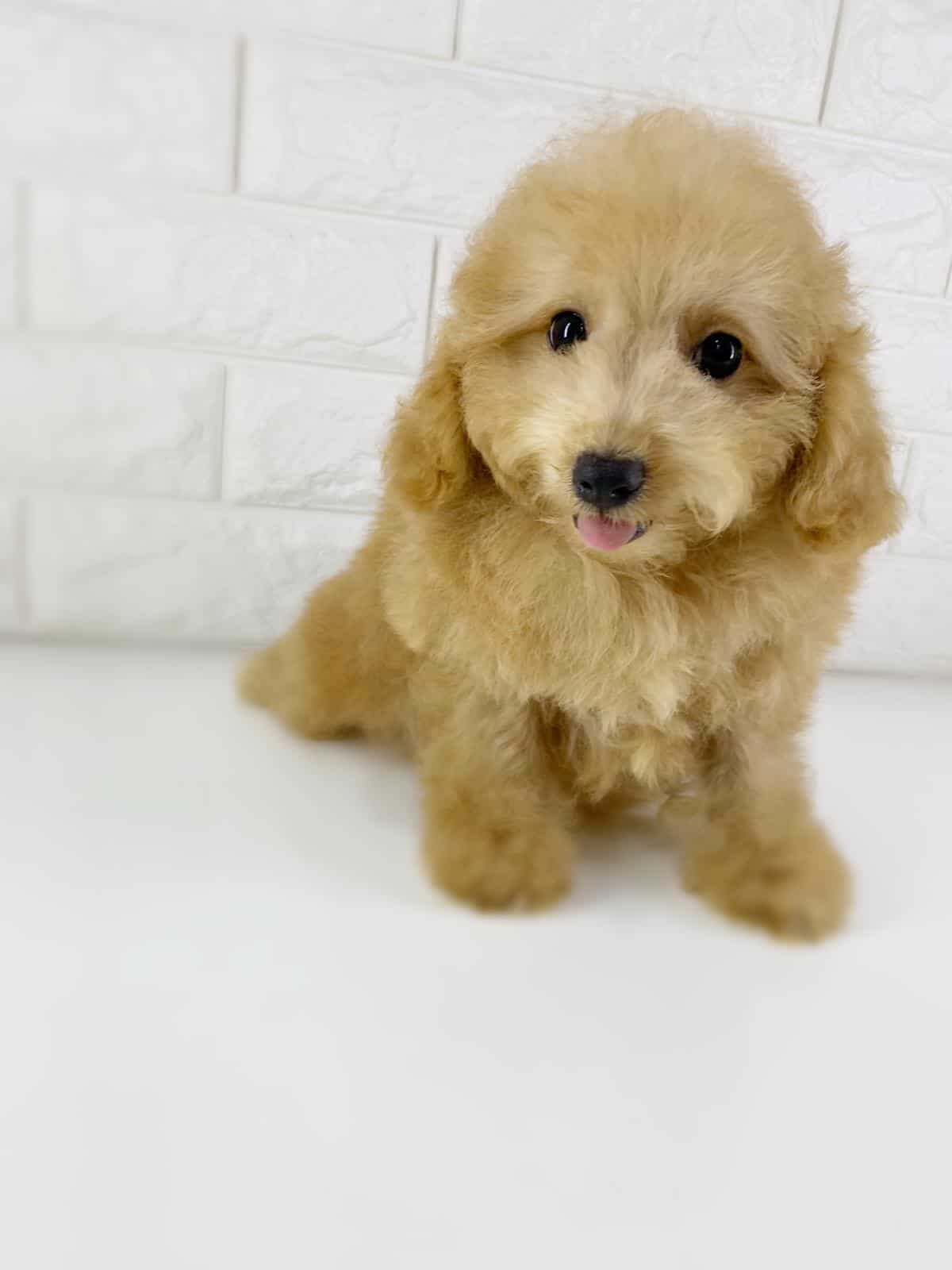 Toy Poodle Puppy Singapore