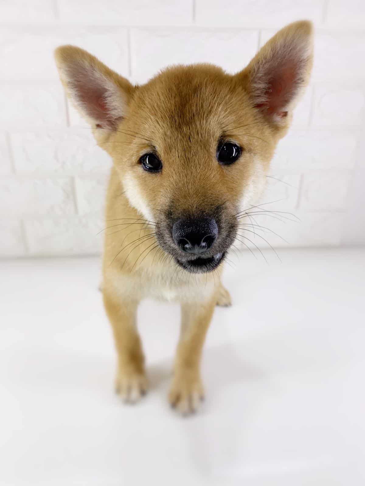 Best Quality Shetland Sheepdog Puppies For Sale In Singapore 2020