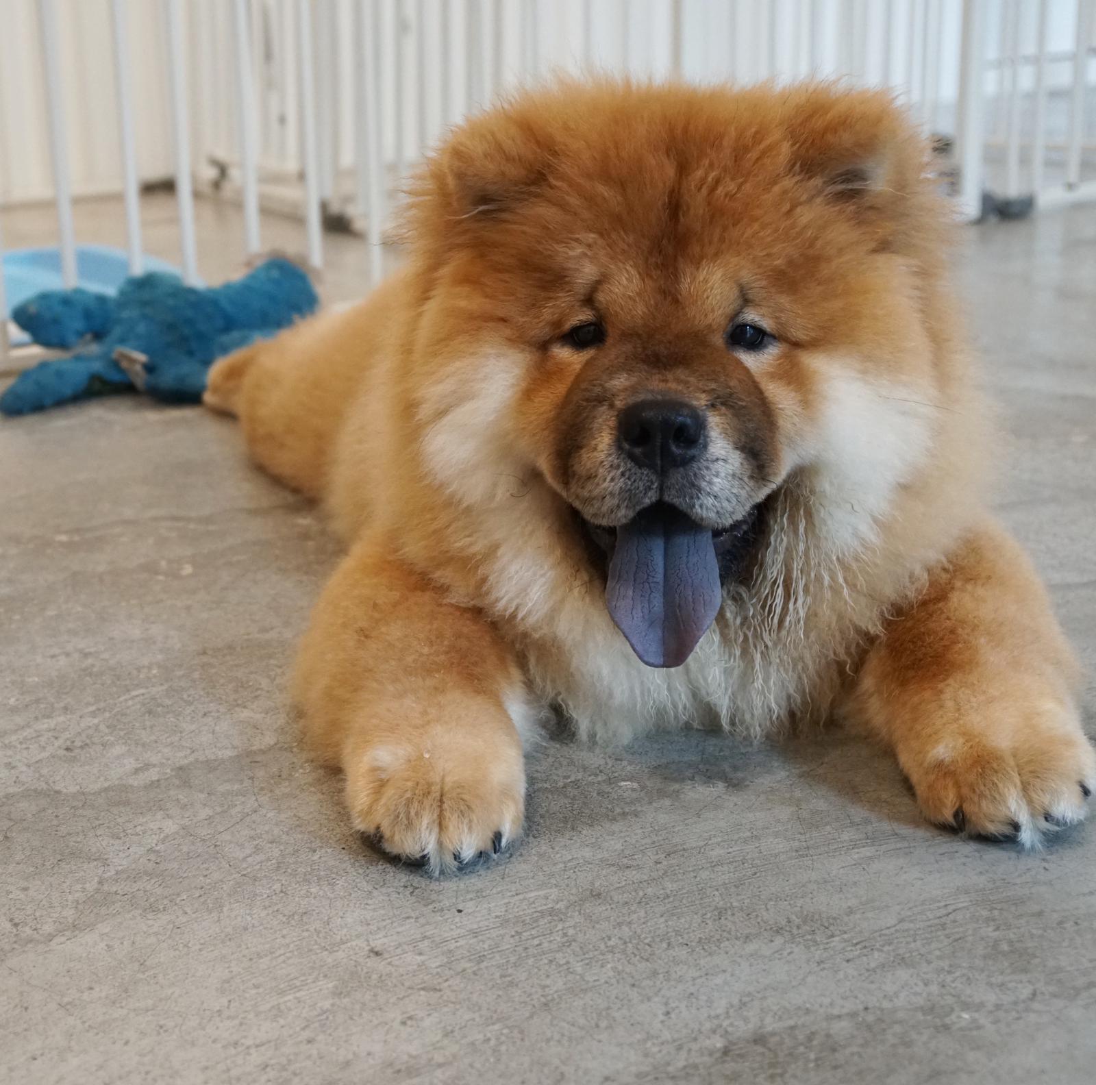 Best Quality Chow Chow Puppies for Sale In Singapore