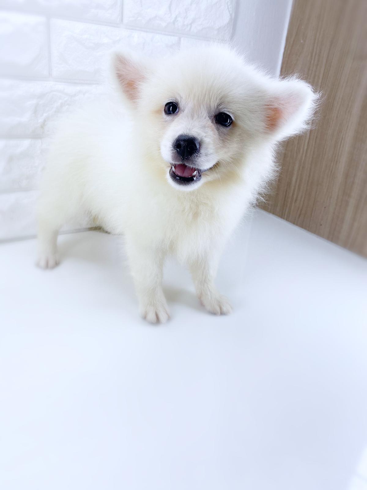 Best Quality Japanese Spitz Puppies For Sale Singapore October 2020