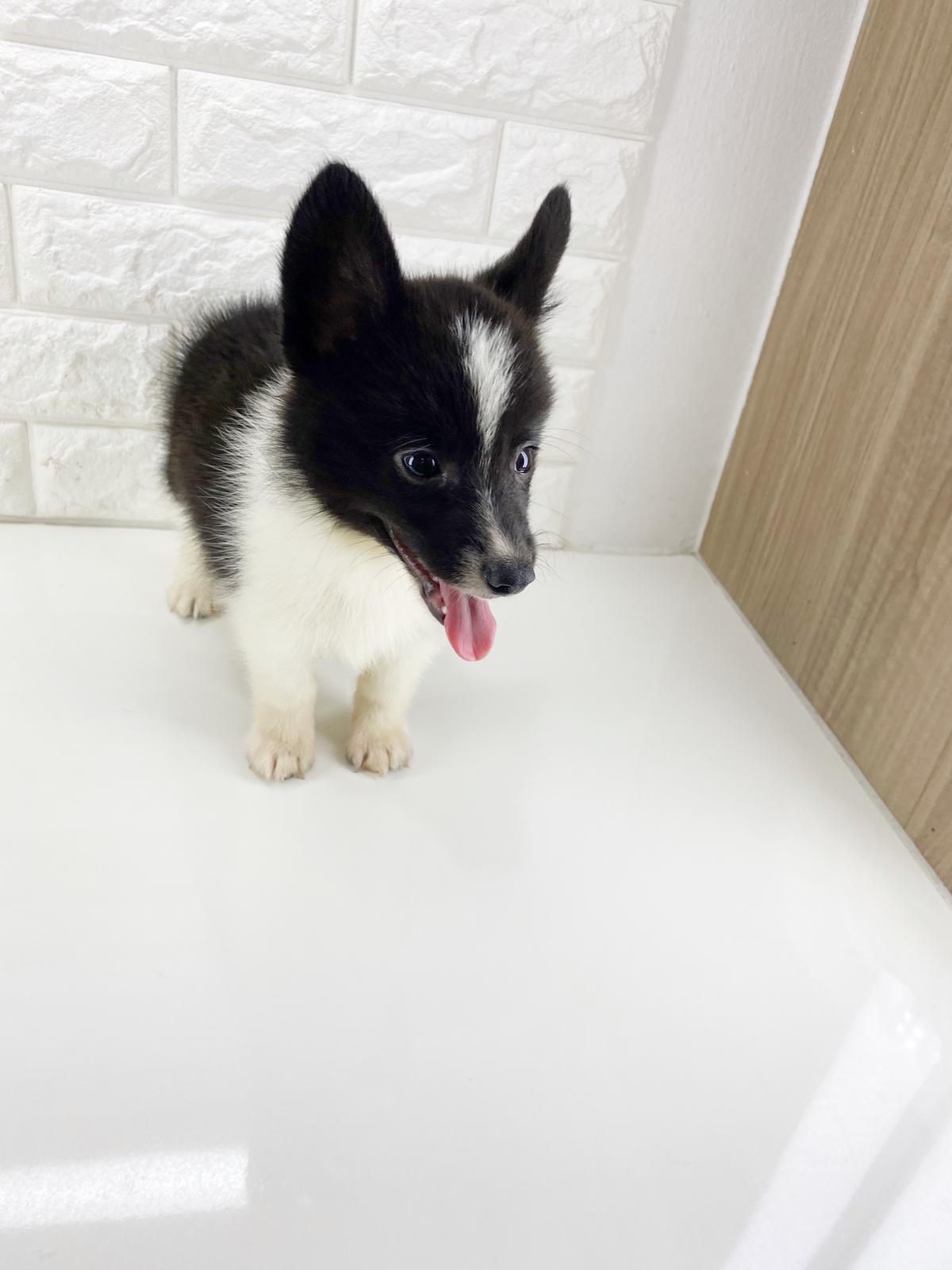 red and white border collie puppies for sale
