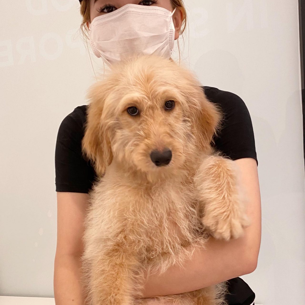 Puppy Singapore All Available PuppiesFebruary 2021