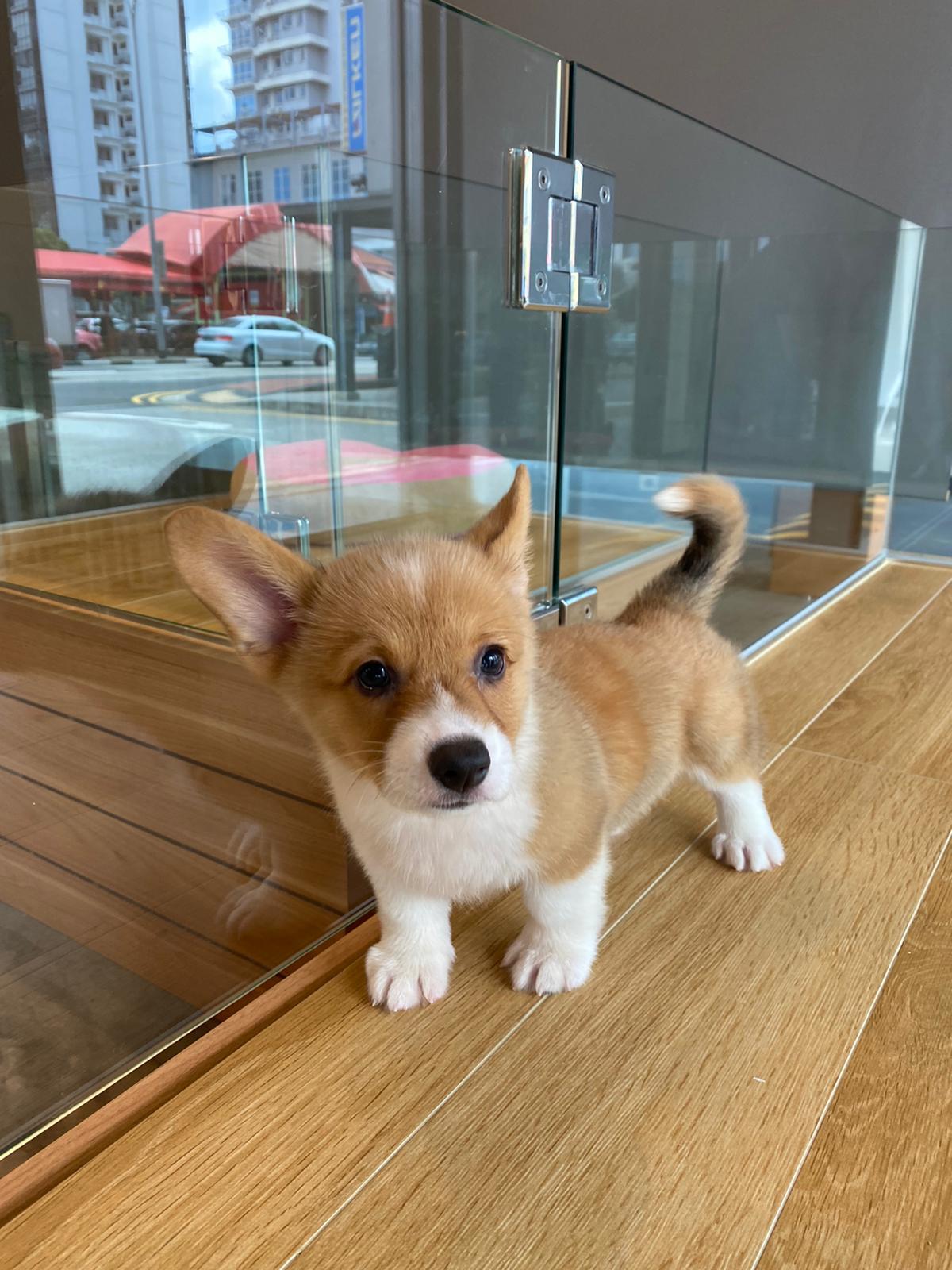 Best Quality Corgi Puppies for Sale In Singapore (July 2020)