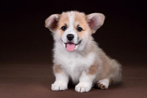Corgi Puppy Singapore