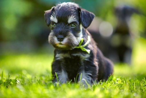 Best Quality Schnauzer Puppies For Sale In Singapore January 2022