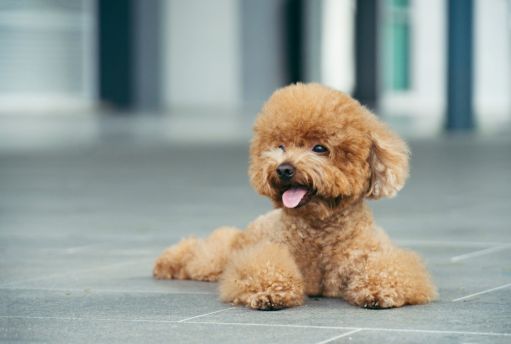 Toy Poodle - Puppy Singapore