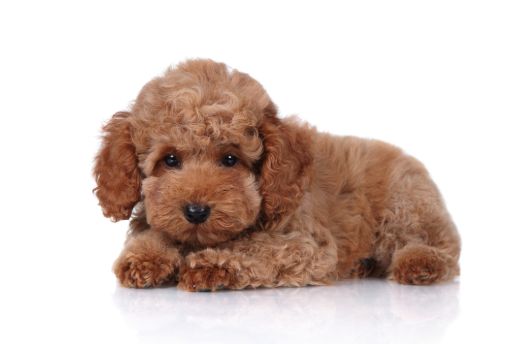 Toy Poodle Puppy Singapore