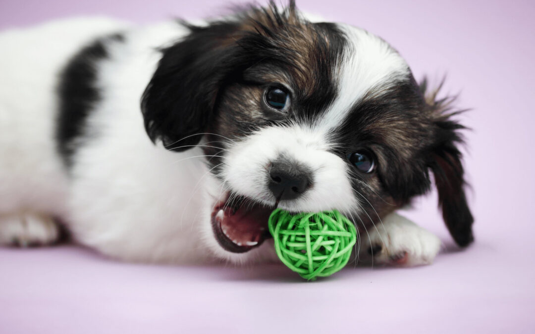 Stop Puppy Biting, Mouthing, Nipping: Master Bite Inhibition with Expert Dog Trainer Tips