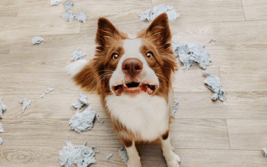 Prevent Puppy Separation Anxiety: Tips for Managing Separation Anxiety in Puppies and Dogs